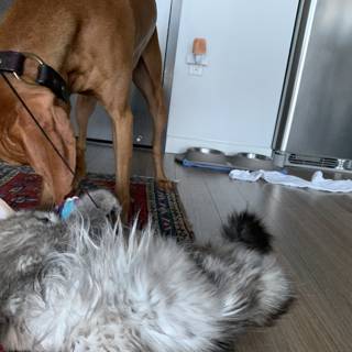 Playful Paws: When Dogs and Cats Collide