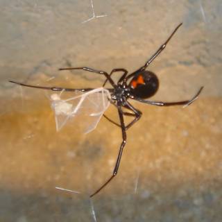 Black Widow Spider with Unusual Accessory