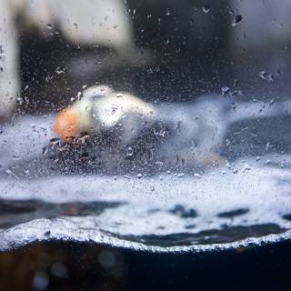 Puffin taking a dip in the aquarium