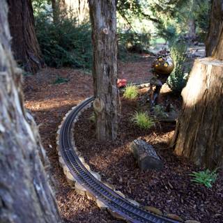 Enchanted Woodland Tracks