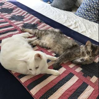 Two Cats Cozying Up on a Soft Bed