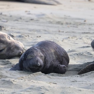 Young Elephant Seal Pup Resting on Sandy Beach