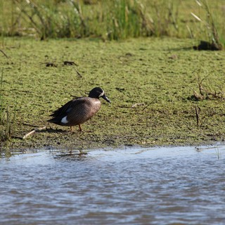 Blue-winged Teal Duck Foraging in Wetland Habitat
