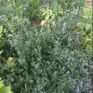 Purple Geraniums in an Altadena Garden