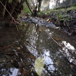 Reflective Puddle on a Misty Forest Path