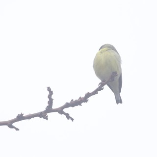 Small Bird Perched on Bare Branch in Fog
