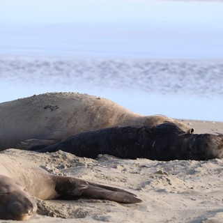 Elephant Seals Resting on Drakes Beach Sand