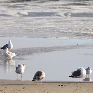 Seagulls Resting at Water's Edge on Coastal Beach