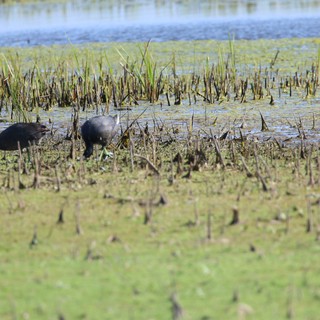 American Coots Foraging in Harvested Rice Field Wetland