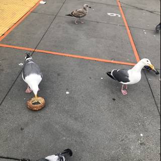 Bird Party on the Sidewalk
