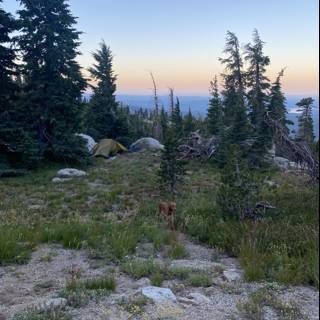 A Canine's Camping Adventure