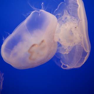A Dance of the Deep: Jellyfish Exhibition, Monterey Bay Aquarium