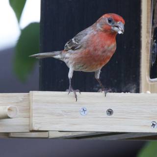 Vibrant Visitor