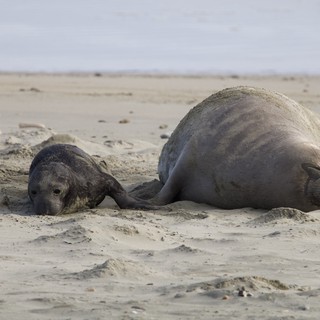 Elephant Seal Mother and Pup Resting on Sandy Beach