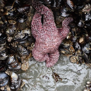 Purple Sea Star Among Mussels in Tide Pool