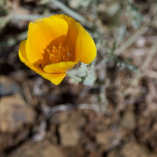 california-poppy