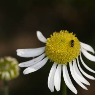Bee collecting pollen from a daisy flower