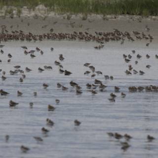 Dance of the Shorebirds