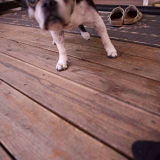 Puppy Pause on The Porch: LA 2023