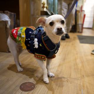 Fashion Forward Pup in Japan Town, 2023
