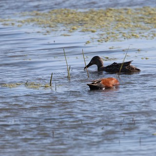 Cinnamon Teal Pair Foraging in Shallow Wetland