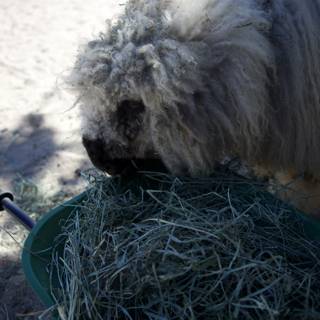 Furry Feast at Carmel Valley Ranch