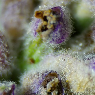 Ethereal Purple Macro Bloom with Crystalline Trichomes