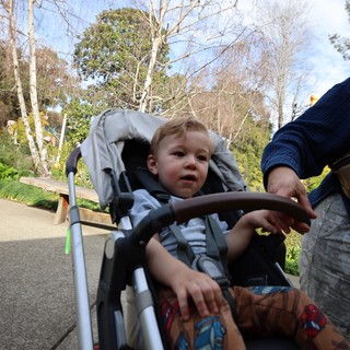 Toddler Riding Stroller Through Park on Sunny Day