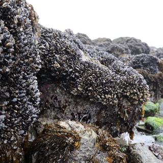 Dense Mussel Colonies Blanketing Pacific Tidal Rocks