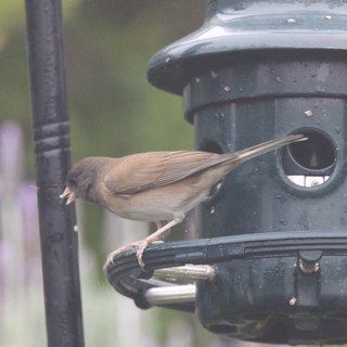 Common Whitethroat Perched on Black Bird Feeder