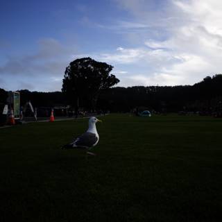 The Gull's Day Out at Presidio