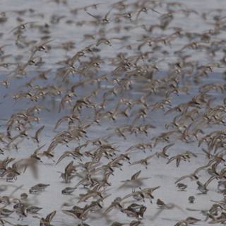 Dance of the Flock