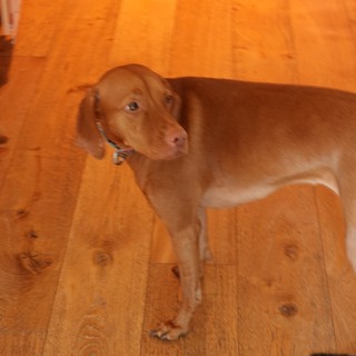 Vizsla Dog Standing on Wooden Floor