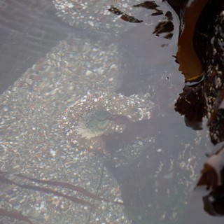 Camouflaged Octopus Hiding in Shallow Tide Pool