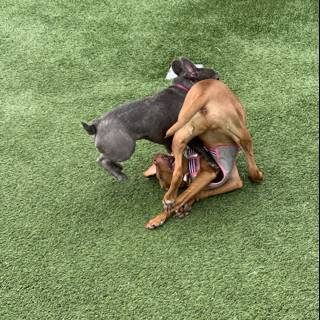 Canine Combat