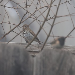 Hermit Thrush Perched Among Winter Branches