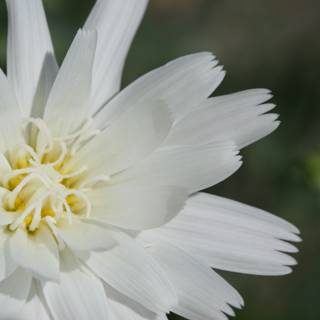 White Daisy with Yellow Center