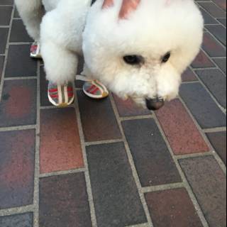 White Dog in Shoes Takes a Walk