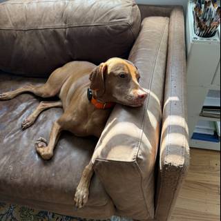 Cozy Morning Companion