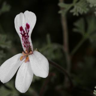 A Geranium Flower in Full Bloom