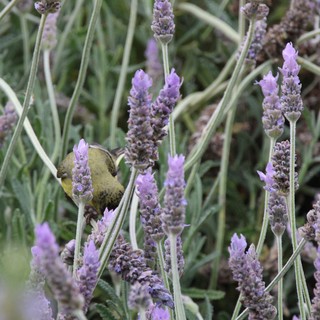 Goldfinch Perched Among Blooming Lavender Stalks