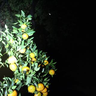 Bountiful Orange Tree in Altadena
