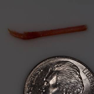 Tiny Worm and its Coin Companion