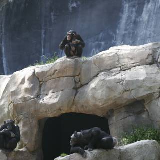Chimp Social Hour at the Waterfall