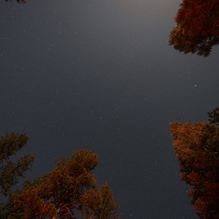 Starlit Sky Over Pines at Mount Lassen