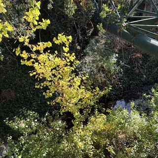 creek