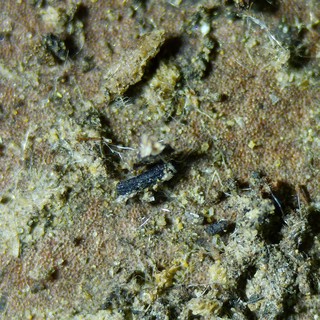 Tiny Springtails Navigating a Microscopic World