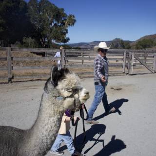 A Stroll with a Llama