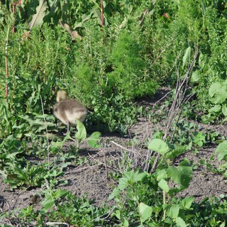 community garden or urban farm near wetlands