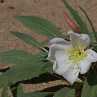 White Lily Blooming in the Sand